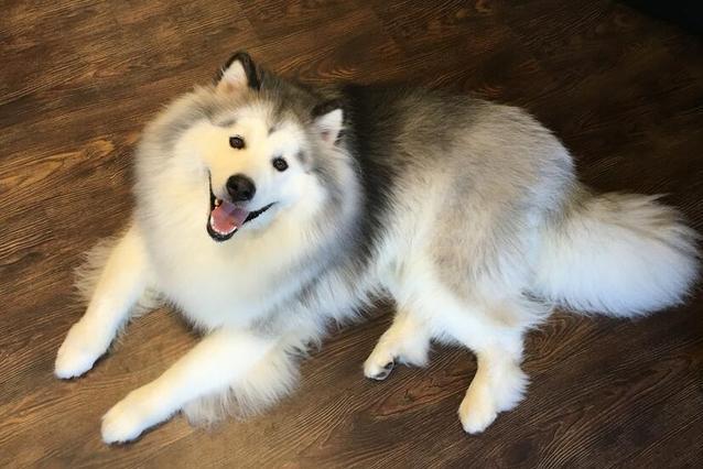 阿拉斯加犬怎么样阿拉斯加犬多少钱一只一起来看看吧